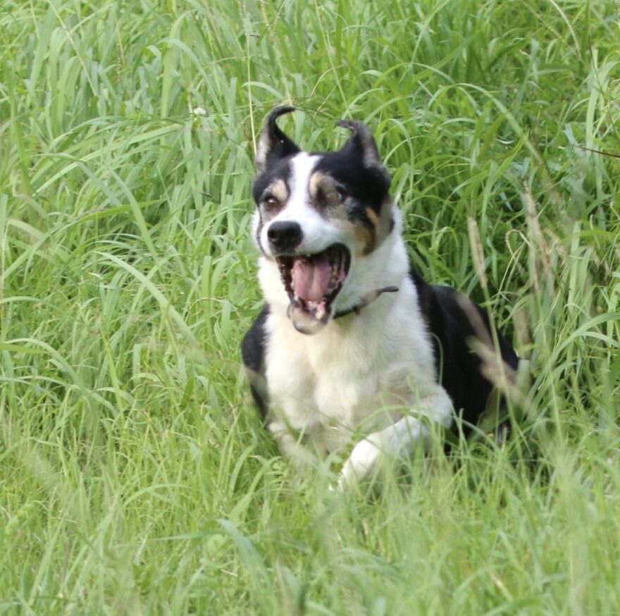 マザー牧場　羊飼い